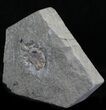 Promicroceras Ammonite - Dorset, England #30727-1